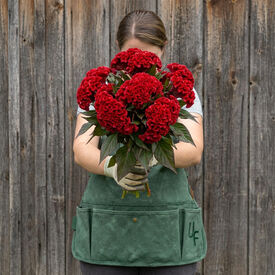 Chief Red, Celosia Seeds